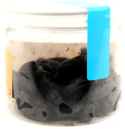 Ail noir en gousses 55 g Mélodie Gourmande